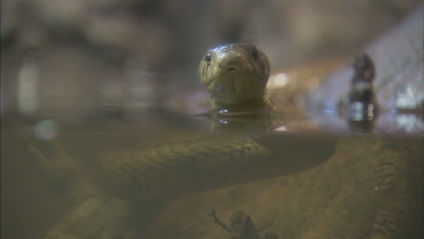 Forest Cobra sticking head out of water