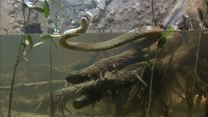 Forest Cobra swimming in the water