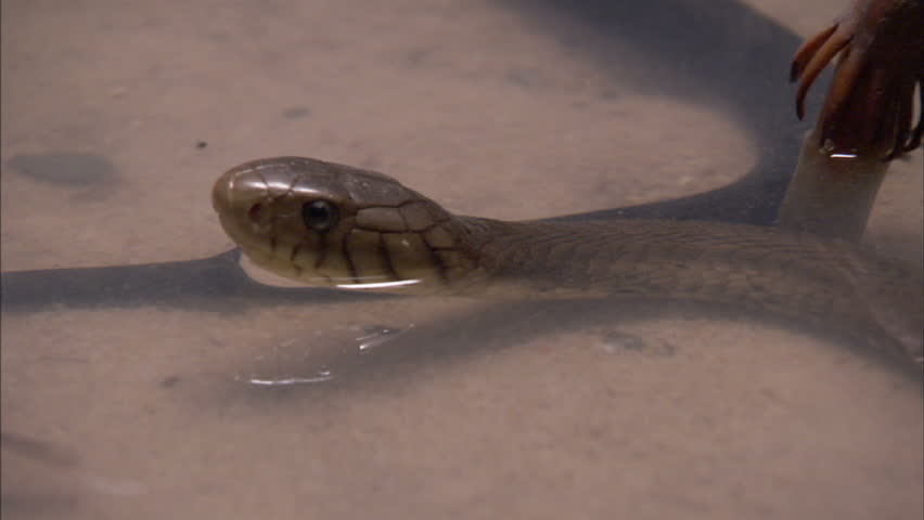 Forest Cobra lying in shallow water looking at fish