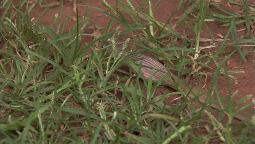 Egg-eater Snake slithering through the grass