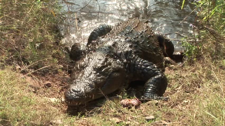 crocodile crawling out water Stock Footage Video (100% Royalty-free ...