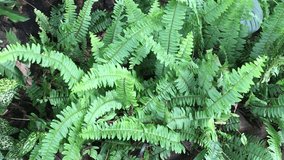 A video of moving green fern leaves