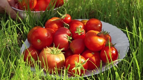 Red tomato in white bowl at the garden outdoors with lawn