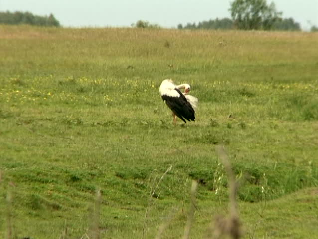 Heron in a nest.