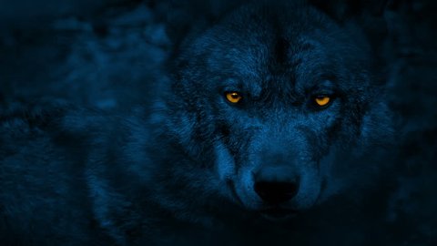 Wolf Looking Around With Glowing Eyes At Night