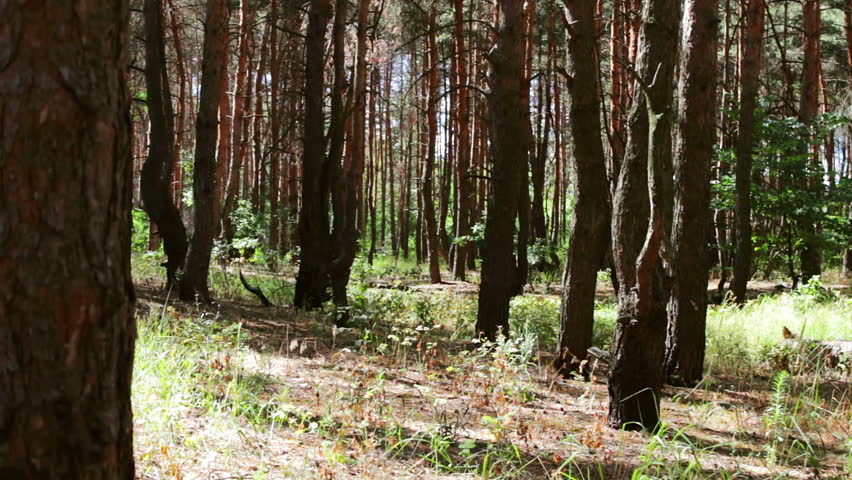 Burnt and charred tree trunks. A fire in the forest damaged the pine trees.