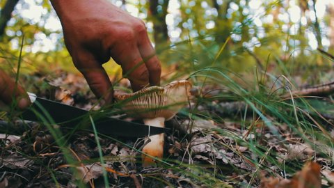 A man cuts mushrooms with a knife in the forest. Harvest mushroom after rain in grass and dry leaves, close up