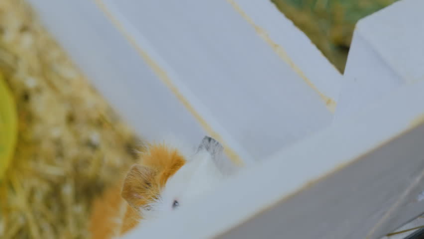 Woman feeding guinea pigs in contact zoo