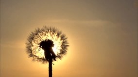 Dandelion. The wind blows away dandelion seeds in the setting sun. Slow motion 240 fps. High speed camera shot. Full HD 1080p. 