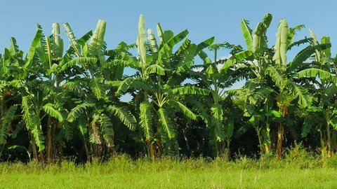 Banana field,banana farm.Agricultural concept.
