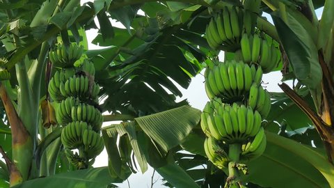 Banana field,banana farm.Agricultural concept.