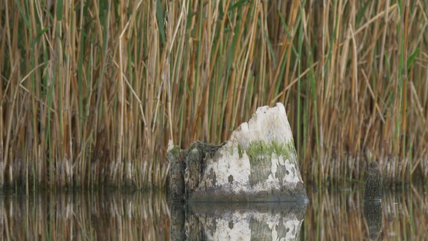 Black-winged stilt (Himantopus himantopus) - ungraded footage