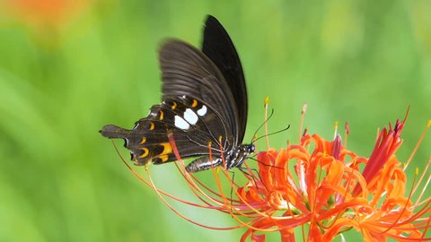 Red Helen Butterfly (Papilio helenus) Feeding on Flower Nectar