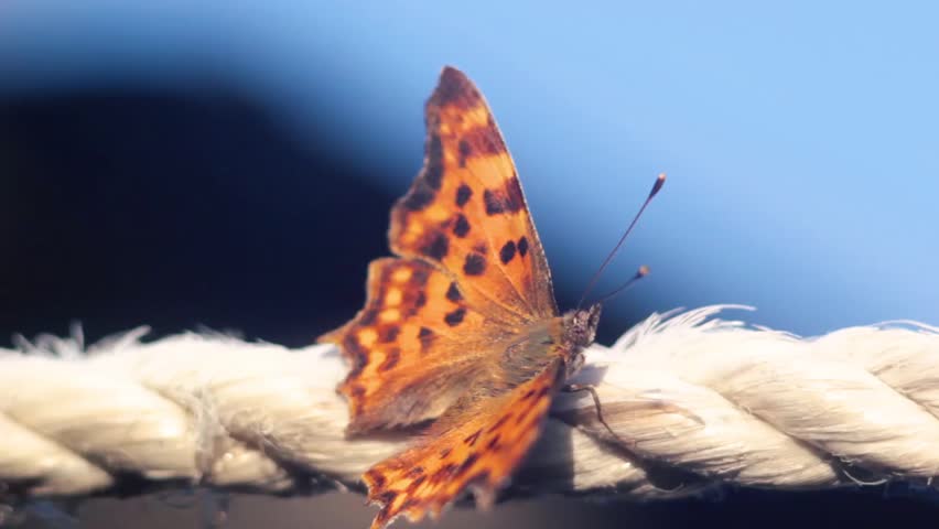 A brilliant orange and black butterfly sitting on a white rope and flap their wings then takes off  close-up outdoors blue background
