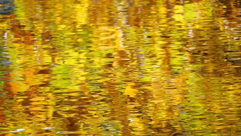 Autumn trees reflected in the lake
