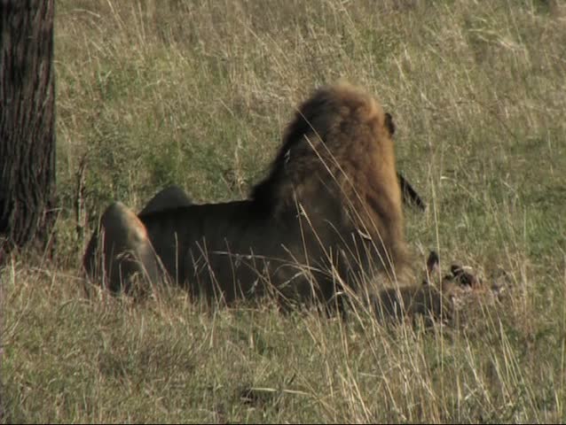 Lion with a kill