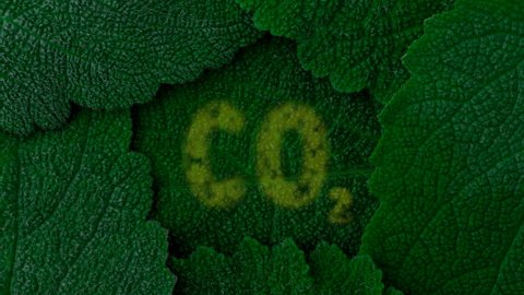 Carbon dioxide. Absorb CO2. Dark green leaves background. Close up 4K