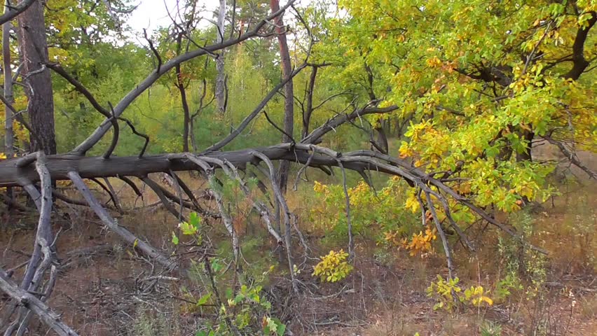 dry tree lie in a autumn forest