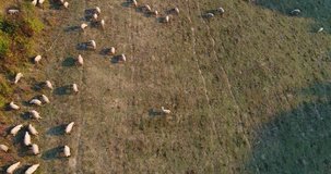 Aerial view of a farm with sheeps