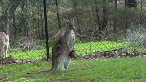 Kangaroo - native Australian marsupial slow motion