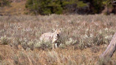 Coyote looking through the brush and grass while it is hunting.