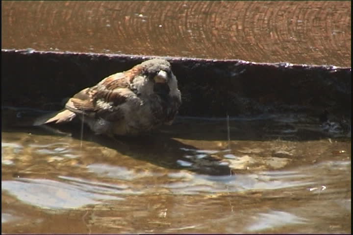 Sparrows bathe.