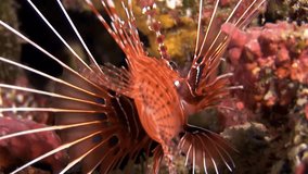Scorpion fish lionfish red underwater on background of seabed in Maldives. Unique amazing video footage. Abyssal relax diving. Natural aquarium of sea and ocean. Beautiful animals.