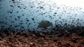 School of fish and Napoleon wrasse underwater on seabed in Maldives. Unique amazing video footage. Abyssal relax diving. Natural aquarium of sea and ocean. Beautiful animals.