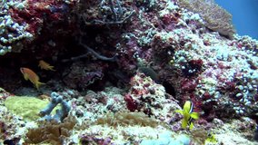 Moray eel and anemone actinia with clown fish underwater on seabed. Unique amazing video footage. Abyssal relax diving. Natural aquarium of sea and ocean. Beautiful animals.