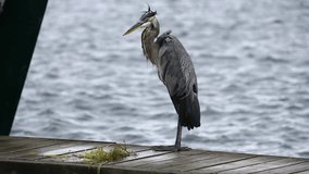 Great blue heron walks along a finger dock in a marina, his feathers blowing in the wind.