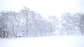 Falling snow in a winter park with snow covered trees, slow motion, filmed at 60p