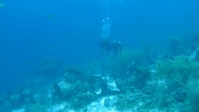 people diving caribbean sea underwater 1080P video