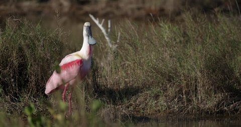 Classic shot of Roseate Spoonbill standing in Florida grassland