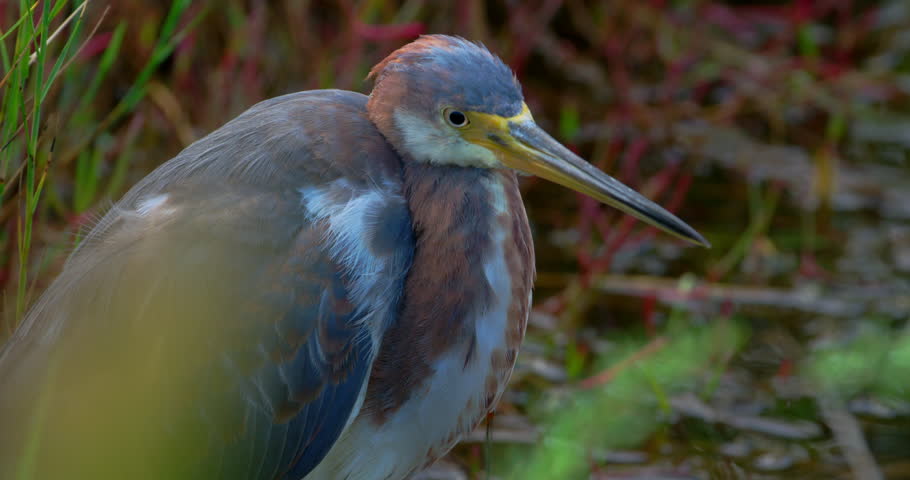 Nice close-up of Blue Heron sitting in wetlands as it hides in the blowing grasses
