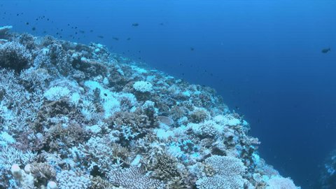 Coral bleaching is the result of water heating.
Above-average seawater temperatures caused by global warming have been identified as a leading cause of coral bleaching worldwide