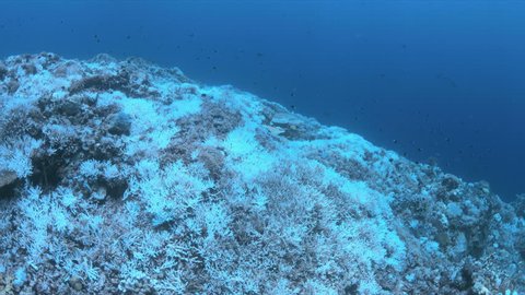 Coral bleaching is the result of water heating.
Above-average seawater temperatures caused by global warming have been identified as a leading cause of coral bleaching worldwide