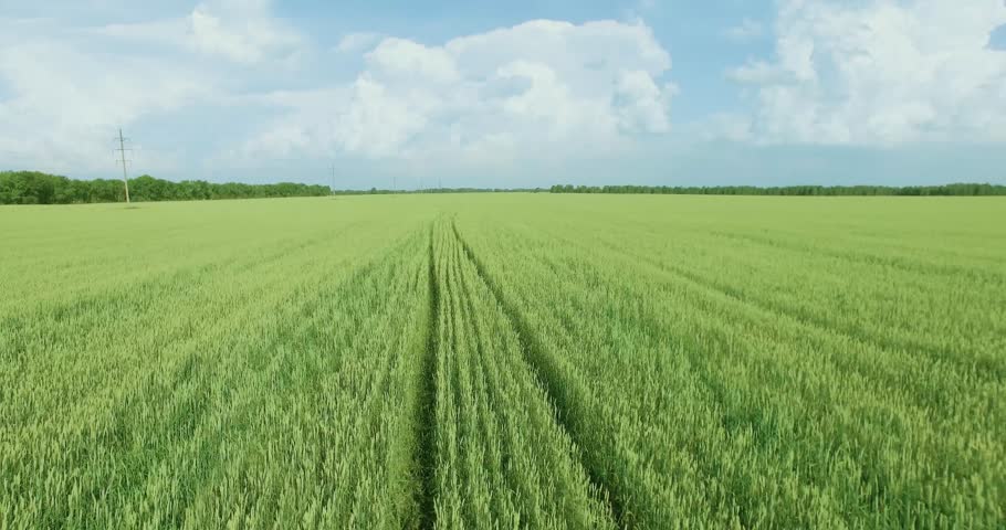 UHD 4K aerial view. Low flight over green and yellow wheat rural field at sunny summer day. Green trees and sun rays on horizon. Fast horizontal movement.