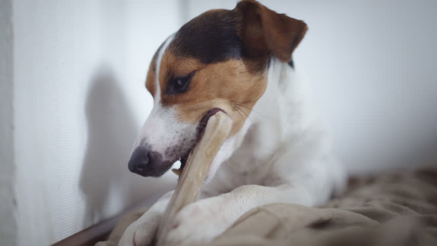 Cute dog breed Jack Russell terier lying on floor and gnaw bone. | Shutterstock HD Video #31803751