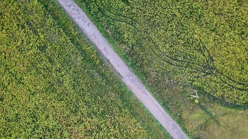 A flight over the road that goes through the fields of sunflowers. A narrow concrete farm road cuts a straight diagonal line through dense sunflower fields in rural Russia. The asphalt surface of the road is worn and weathered, showing patches of aggregate and faded gray tones that contrast with the vibrant green and yellow of the surrounding crops. The sunflower plants are tightly packed, their broad green leaves and bright yellow petals forming a thick, textured canopy on both sides of the path. The camera moves forward at a steady, low-altitude pace, gliding directly above the road so that the concrete strip remains centered in the frame while the endless rows of sunflowers slide past on either side. There is no other movement in the scene, the plants are still, and the lighting is bright, even daylight that casts soft shadows and highlights the lush, healthy growth of the crop. Sunflower is the most widespread oilseed crop in Russia, covering millions of hectares across the country
