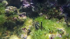 Sea hedgehog underwater video footage