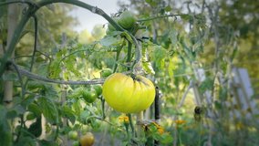 Tomato flower bed at sunset. Yellow tomatoes with support rods. Vegetable for tomato soup and other squash products. Autumn rural rustic background with vegetable marrow. Various types and shapes.
