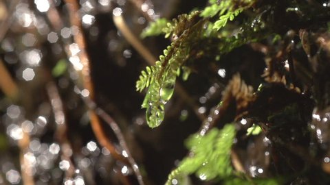Slow Motion Water Droplet on Moss Leaf, Forms and drops. 