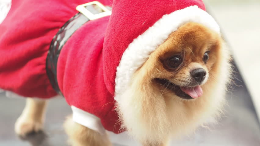 pomeranian christmas outfit