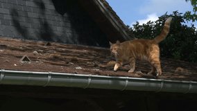 Red Tabby Domestic Cat walking on Roof, Normandy, Real Time