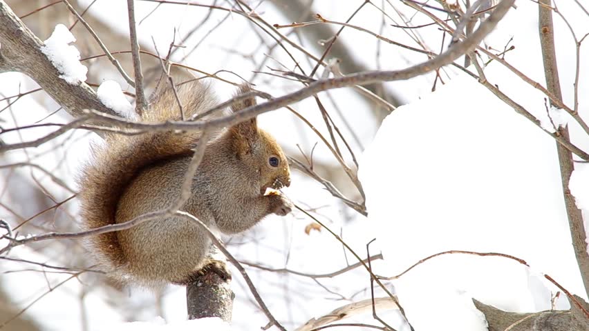 Hokkaido Squirrel (Ezorisu) eating walnut in winter mountain