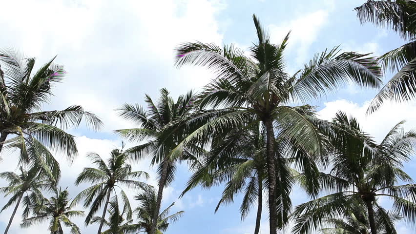 Beautiful bali palms over sky with clouds