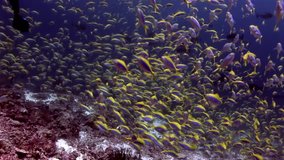 School of fish underwater on background of amazing seabed in Maldives. Unique video footage. Abyssal relax diving. Natural aquarium of sea and ocean. Beautiful animals.