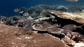 School of fish underwater on background of hard acropora coral in Maldives. Unique video footage. Abyssal relax diving. Natural aquarium of sea and ocean. Beautiful animals.