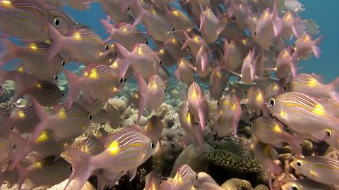School of unique magical fish underwater of amazing seabed in Maldives. Beautiful background and video footage. Abyssal relax diving. Natural aquarium of sea and ocean. Beautiful animals.