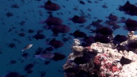 School of fish underwater on background of seabed in Maldives. Unique amazing video footage. Abyssal relax diving. Natural aquarium of sea and ocean. Beautiful animals.